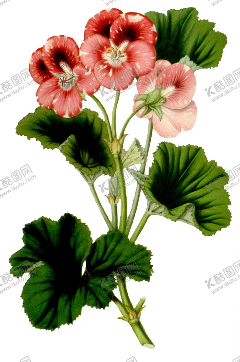 编号：26314307050728393426【酷图网】源文件下载-复古花朵植物图案