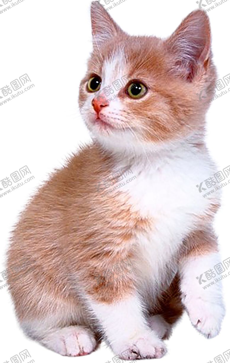 编号：59208605081147097457【酷图网】源文件下载-猫咪