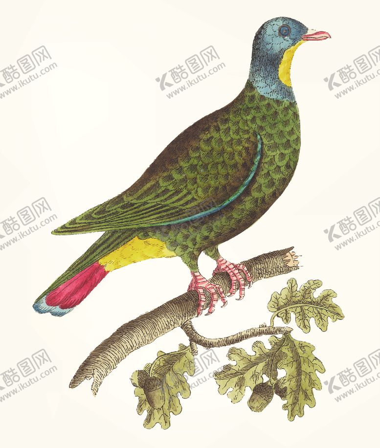 编号：90451804191411372374【酷图网】源文件下载-鸟类插画