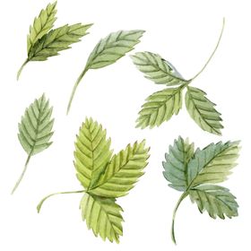 水彩植物