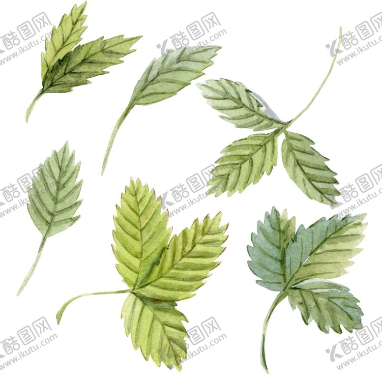 编号：30737706170300166782【酷图网】源文件下载-水彩植物
