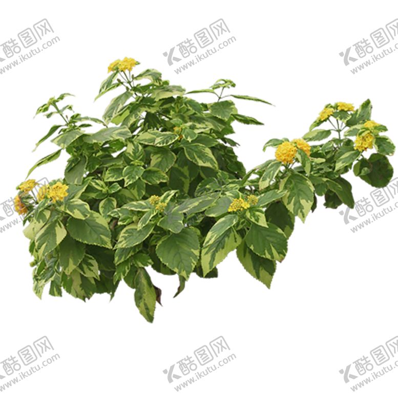 编号：39121106271512495609【酷图网】源文件下载-绿色植物
