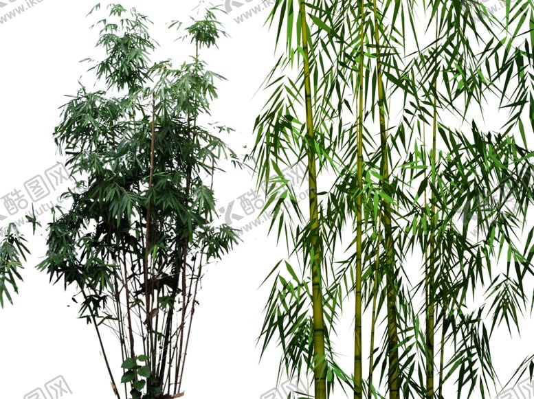 编号：85369510170727238919【酷图网】源文件下载-竹子