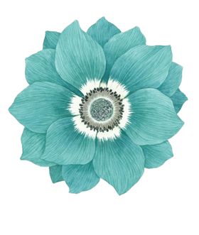 大丽花青色鲜花