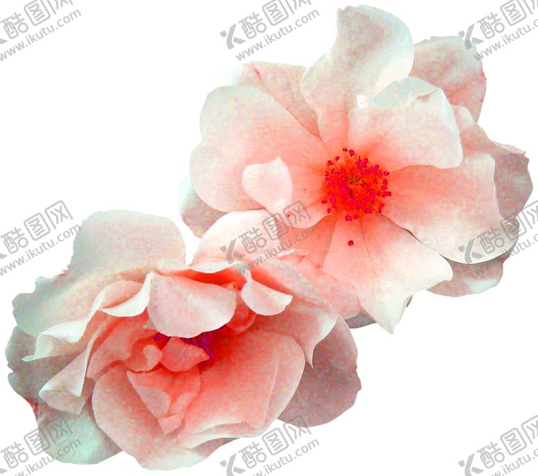 编号：38945210131414422816【酷图网】源文件下载-鲜花素材