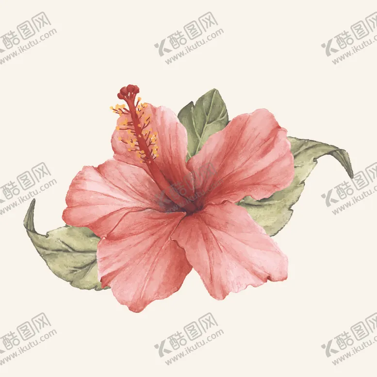 编号：91011406271704151882【酷图网】源文件下载-扶桑花