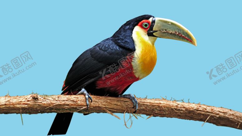 编号：60217110110803294141【酷图网】源文件下载-鹦鹉