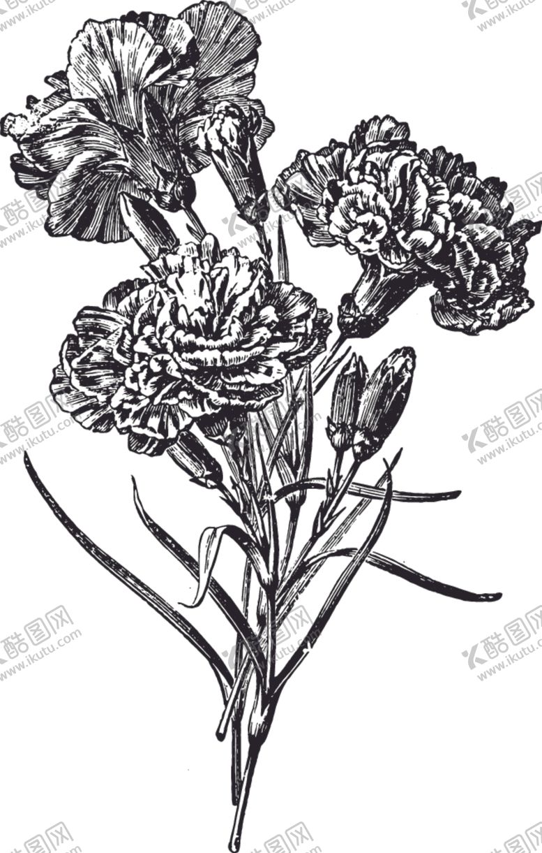 编号：98204906151605436096【酷图网】源文件下载-线描植物