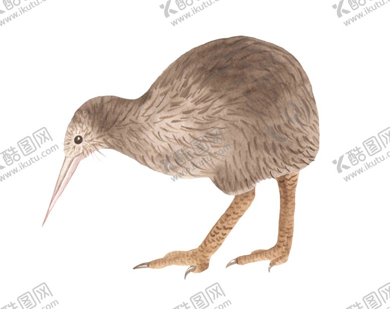 编号：39464006180714511775【酷图网】源文件下载-澳大利亚水彩动物