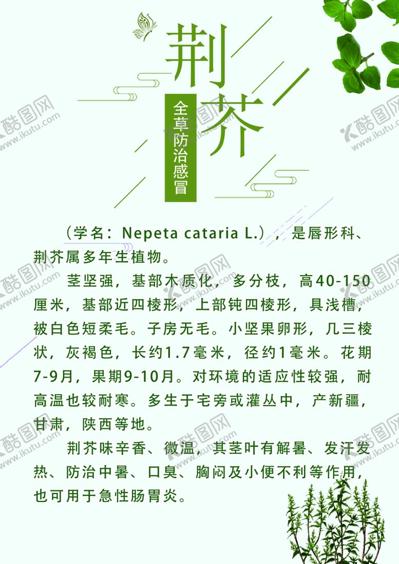 编号：18686311190510131984【酷图网】源文件下载-荆芥  草药    药材  