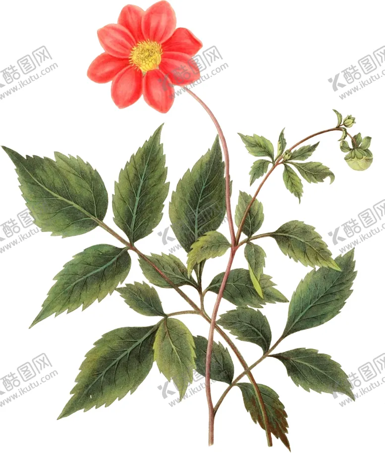 编号：53290502201659035260【酷图网】源文件下载-手绘花草植物素材图片
