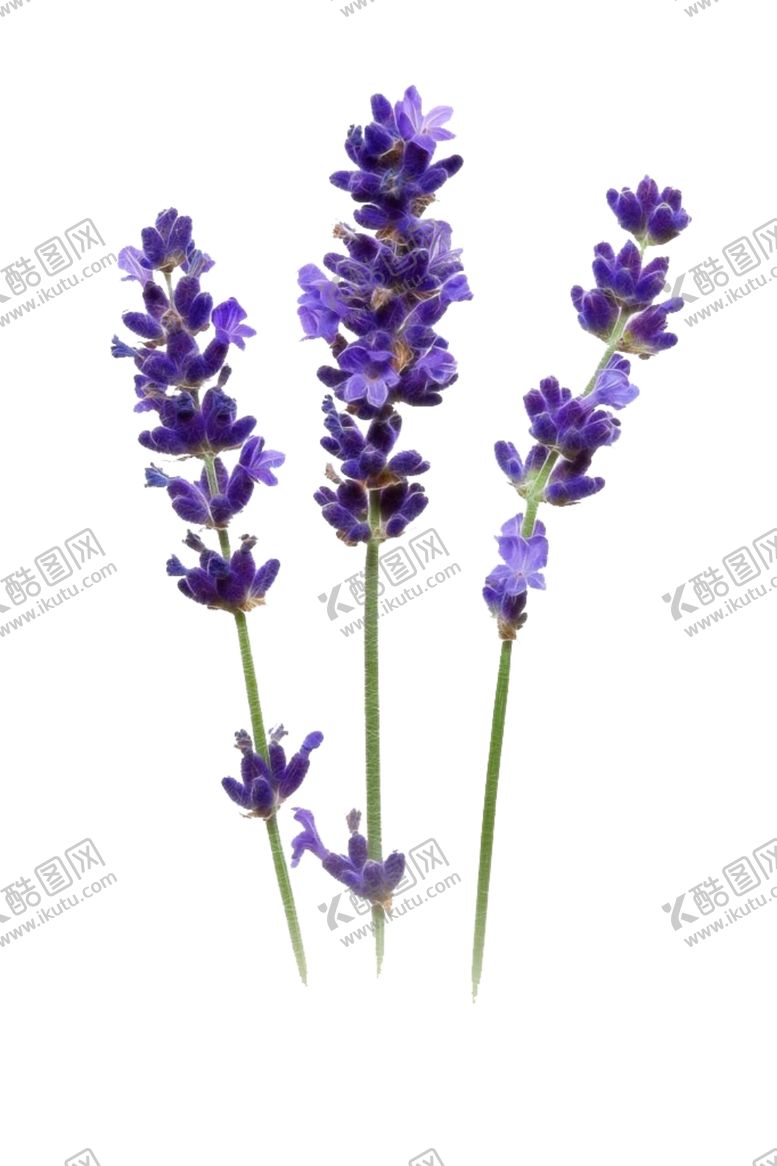 编号：91006507042122193939【酷图网】源文件下载-薰衣草