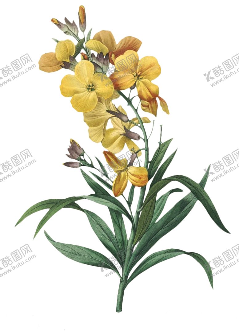编号：34987310232112571061【酷图网】源文件下载-复古花