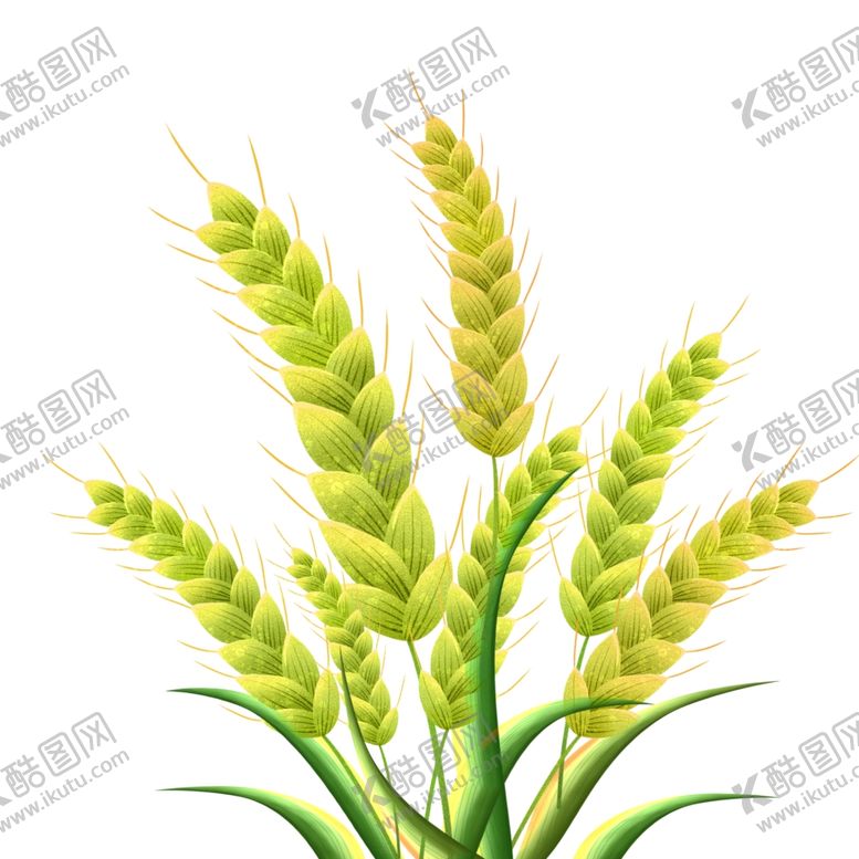编号：32670201261440212756【酷图网】源文件下载-麦穗小麦图片