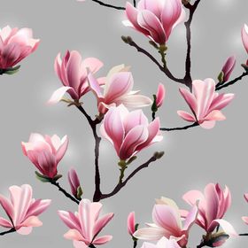 玉兰花枝绽放美丽画面