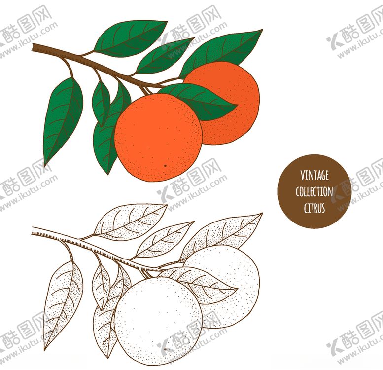 编号：34991306262207228403【酷图网】源文件下载-植物线稿