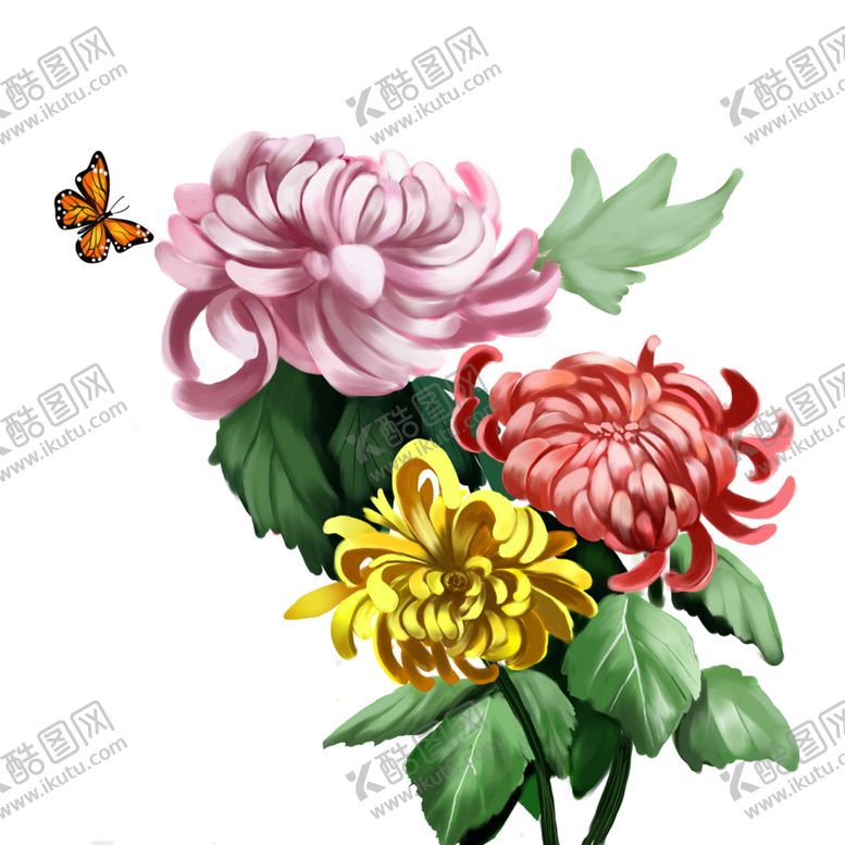 编号：68419309220457325487【酷图网】源文件下载-菊花素材