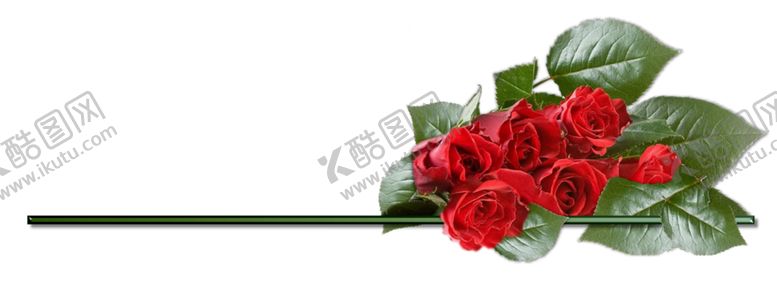 编号：35294005081114427868【酷图网】源文件下载-玫瑰