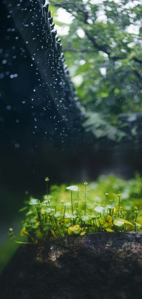 中国传统二十四节气谷雨清明春芽