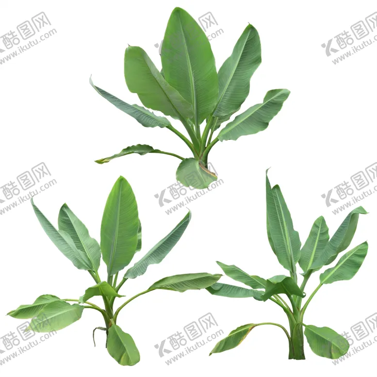 编号：24260905031456104757【酷图网】源文件下载-免扣植物素材图片
