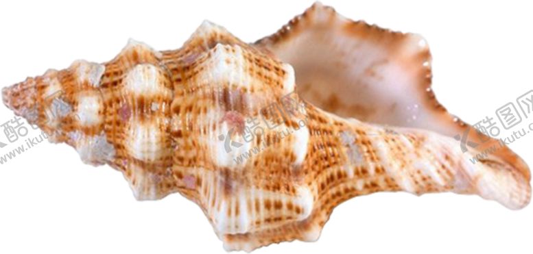 编号：42691509220208449003【酷图网】源文件下载-海螺壳海洋背景水产贝