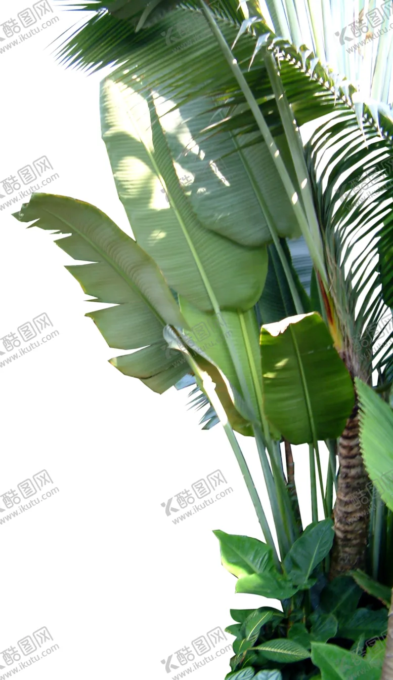 编号：38800109151346459921【酷图网】源文件下载-高清芭蕉树