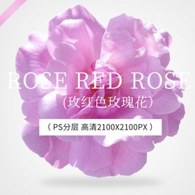 玫红色玫瑰花紫色月季花高清