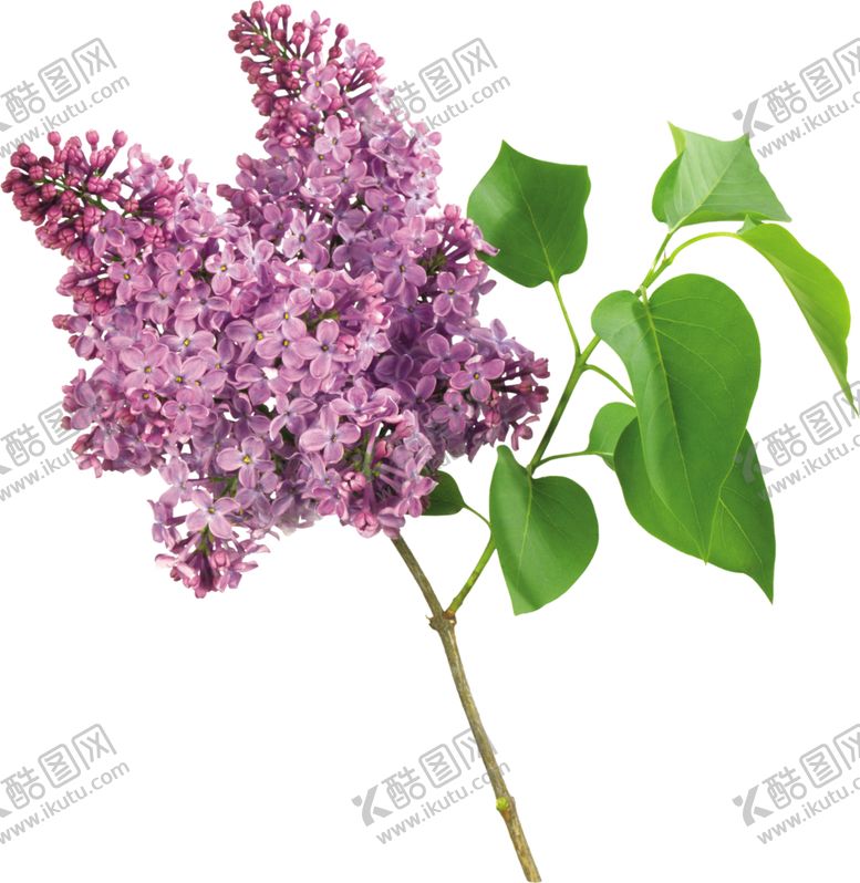 编号：55172105180521066673【酷图网】源文件下载-丁香花