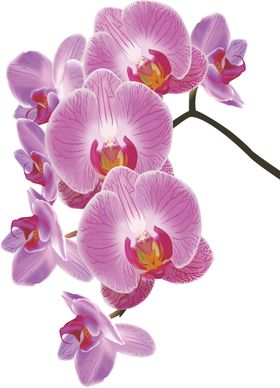 蝴蝶兰手绘花