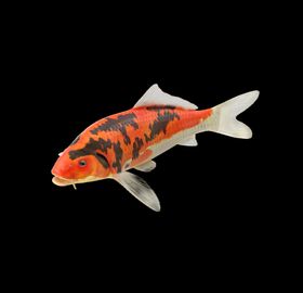 海洋生物海洋海洋物种海生