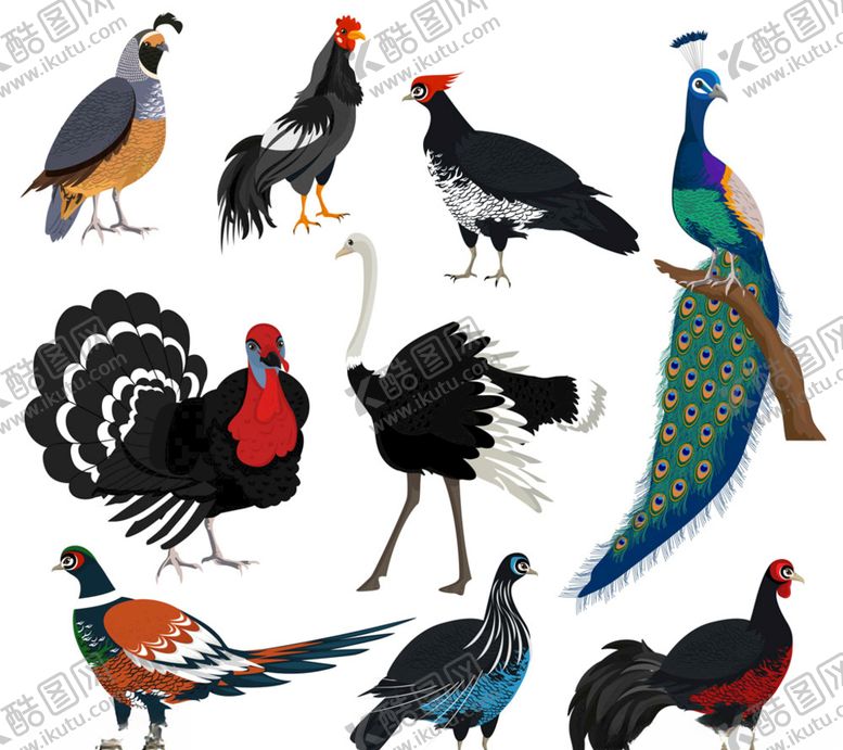编号：52073110150810184577【酷图网】源文件下载-9款创意鸟类设计矢量素材