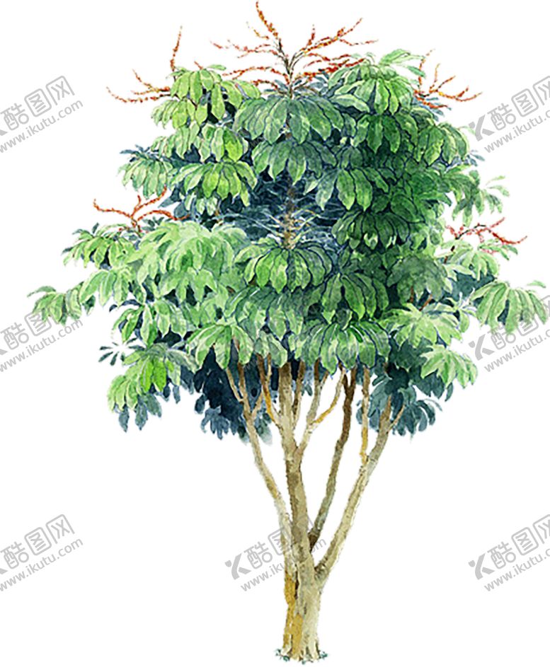 编号：37759306280310311293【酷图网】源文件下载-绿色植物