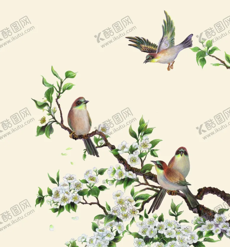 编号：53930206301802314733【酷图网】源文件下载-花鸟