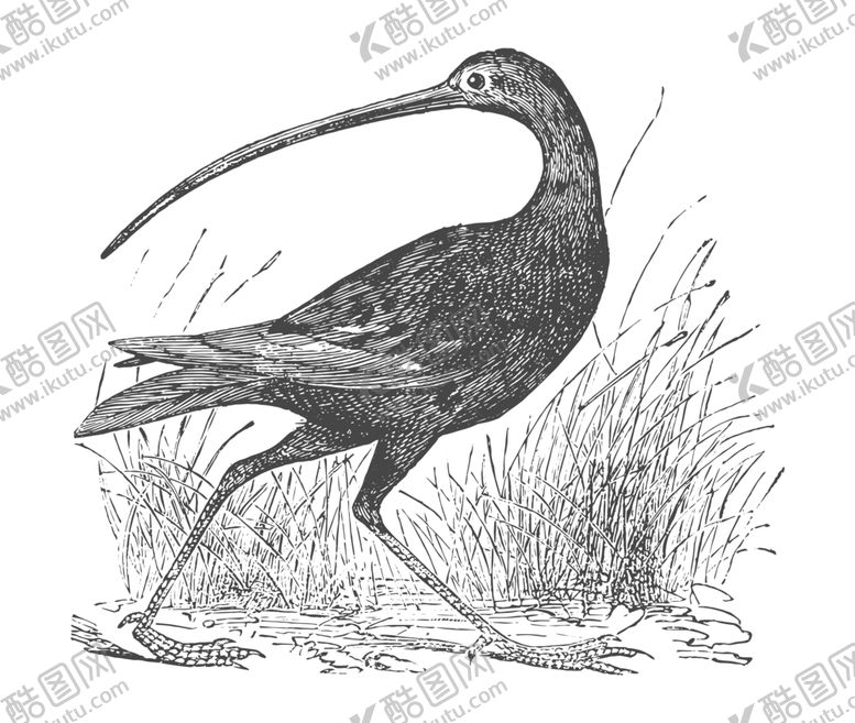 编号：84174910072220032243【酷图网】源文件下载-鸟类素描绘画