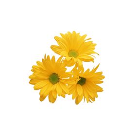 菊花装饰