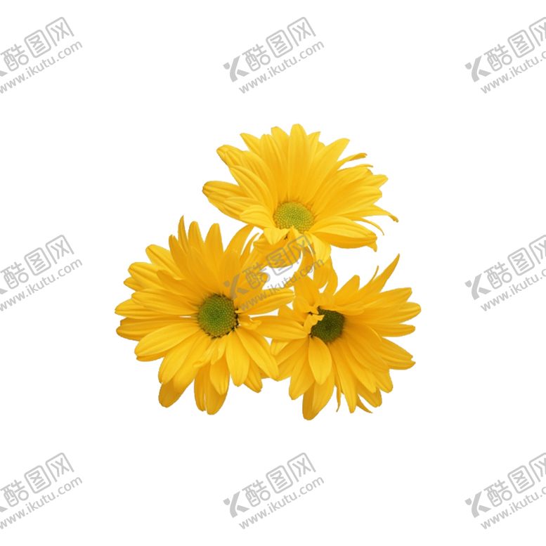 编号：86207605151336389953【酷图网】源文件下载-菊花装饰