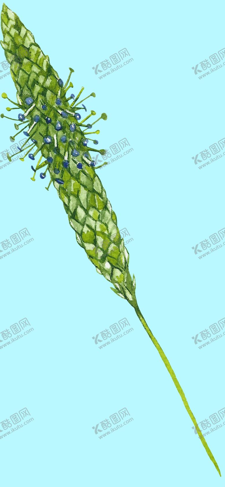 编号：21581207041411498757【酷图网】源文件下载-花卉树叶