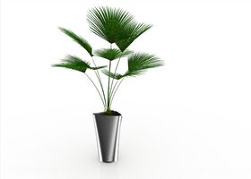 紫色装饰植物花卉