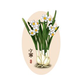 24节气水仙花