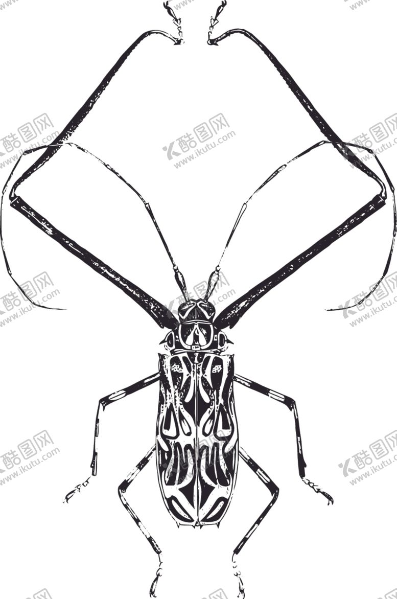 编号：40997009301809089537【酷图网】源文件下载-自然昆虫标本插画