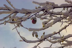 大雪树枝苹果天空云彩