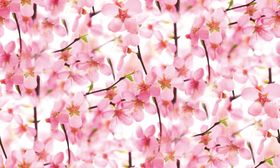 十里桃花樱花盛开