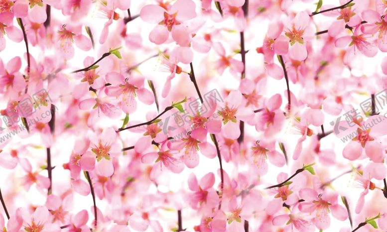 编号：40383707012017575422【酷图网】源文件下载-十里桃花樱花盛开