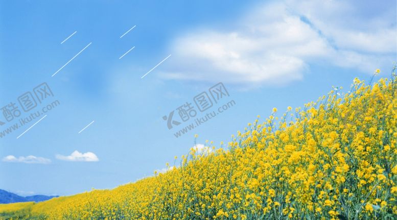 编号：17202409131839197337【酷图网】源文件下载-油菜花