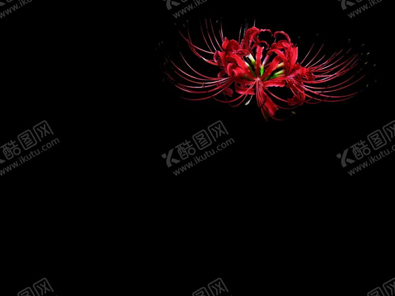 编号：45102304200015473973【酷图网】源文件下载-彼岸花曼珠沙华