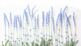 小植物小碎花背景墙