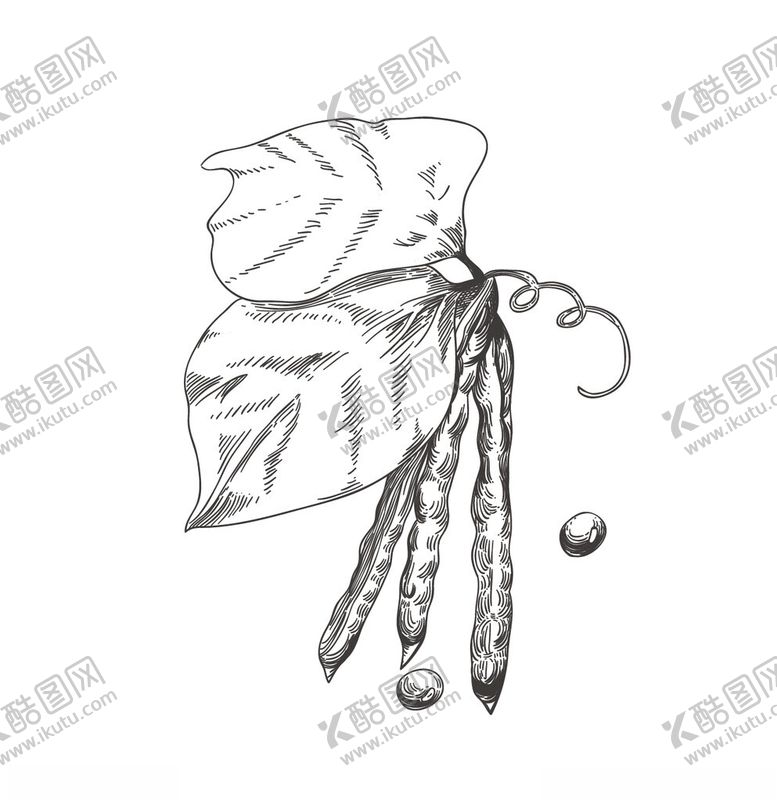 编号：29529904032307272836【酷图网】源文件下载-绿豆矢量图