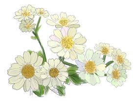 菊花素材