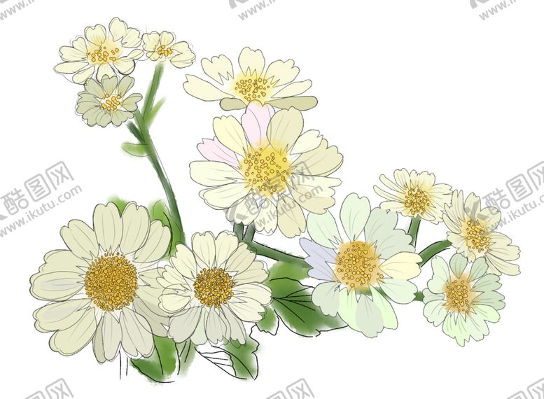 编号：91715807062304302116【酷图网】源文件下载-菊花素材
