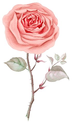 玫瑰花装饰邀请函